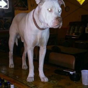 Meet your Posher, Timothy